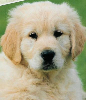 Chiot Golden Retriever